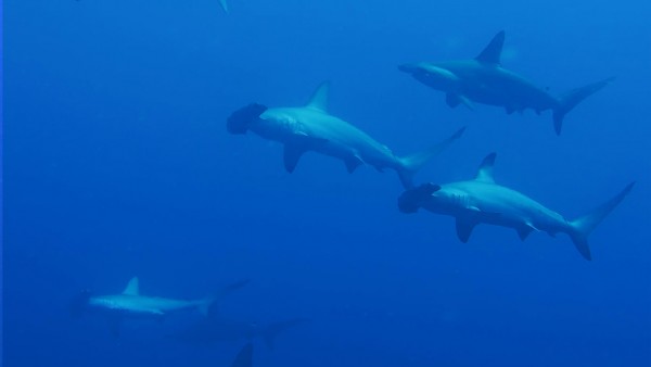 Elphinstone Reef DIVE SITE
